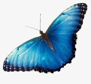 Beautiful Butterflies, HD Png Download, Transparent PNG
