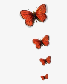 #butterflies #freetoedit - Butterflies, HD Png Download, Transparent PNG
