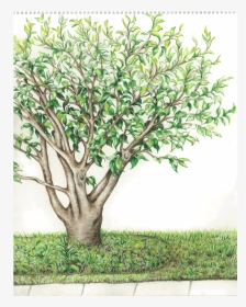 Summer Tree Watercolor, HD Png Download, Transparent PNG