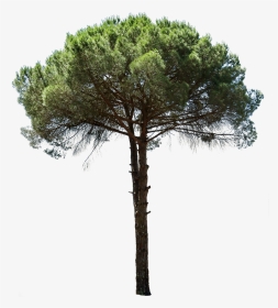 Pinus Cut Out, HD Png Download, Transparent PNG