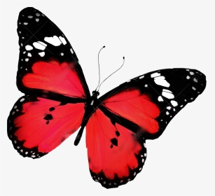 #butterfly #red #beautiful #freetoedit - Butterfly Flying, HD Png Download, Transparent PNG