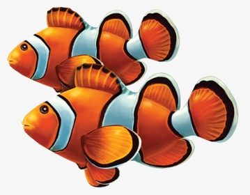 Porc-cl58d Clown Fish Double Copy - Group Of Clownfish Png, Transparent Png, Transparent PNG