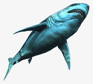 Great White Shark - Assassin's Creed 4 Black Flag Great White Shark, HD Png Download, Transparent PNG
