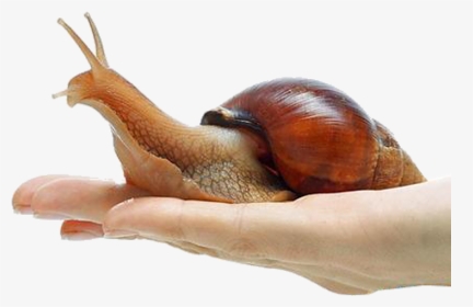 Snail Png Free Download - Giant African Snail Png, Transparent Png, Transparent PNG