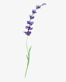 #ftestickers #flower #watercolor #lavender - Moth Orchid, HD Png Download, Transparent PNG