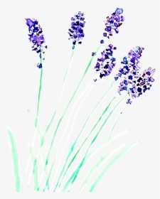 #watercolor #watercolorstickers #flower #lavender #freetoedit - Watercolor Painting, HD Png Download, Transparent PNG