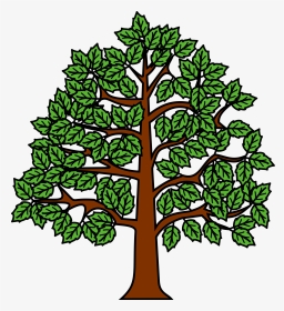 Meuble Hêtre Au Naturel - Tree Heraldry Wiki Commons, HD Png Download, Transparent PNG