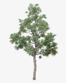 Transparent Tree Limb Png - Tree High Resolution Png, Png Download, Transparent PNG