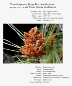 Pinus Halepensis Male Cone, HD Png Download, Transparent PNG