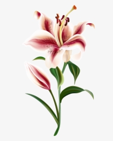 Un Transparente Png Ornamental Para Un Corazon Rojo - Vector Lily Flower Shutterstock, Png Download, Transparent PNG