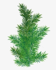 Pine Tree Branch Png, Transparent Png, Transparent PNG