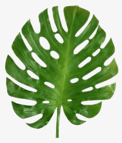 Transparent Monstera Leaf Png, Png Download, Transparent PNG