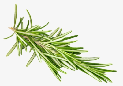 Rosemaryleaf-transparent - Rosemary Png Transparent, Png Download, Transparent PNG
