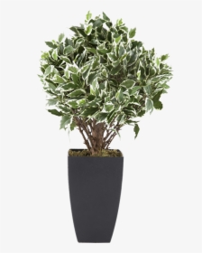 Flowerpot Houseplant Euclidean Vector Tree - Potted Shrub Png, Transparent Png, Transparent PNG