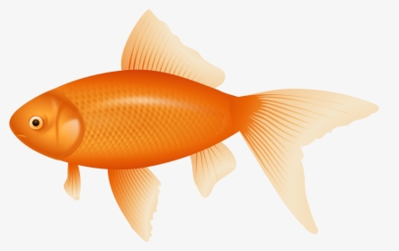 Orange Fish Png Clipart - Transparent Background Fish Clipart, Png Download, Transparent PNG