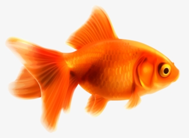 Fish,tail,organism,bony Fish,ray Finned Fish,marine - Goldfish, HD Png Download, Transparent PNG