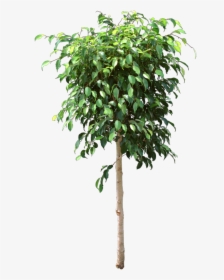 The Original Indoor Ficus, Ficus Benjamina, Lost Leaves - Ficus Tree Png, Transparent Png, Transparent PNG