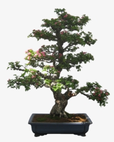 Bonsai, Tree, Plant, Potted Plant, Small, Tiny - Bonsai Tree Clip Art, HD Png Download, Transparent PNG