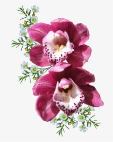Orchid Flower Png Image - Orchid Png, Transparent Png, Transparent PNG