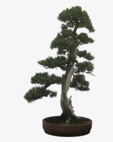 Bonsai, Tree, Plant, Potted Plant, Small, Tiny - Macro Bonsai Png, Transparent Png, Transparent PNG