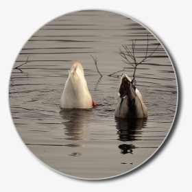 Ducks, Png, Diving, Water, Lake, Water Bird, Animal - Canvasback Duck, Transparent Png, Transparent PNG