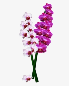 Orchid Png Image - Orchid Flower Long Png, Transparent Png, Transparent PNG