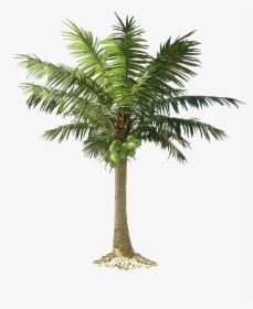 Tree,plant,palm Tree,arecales,date Palm,elaeis,woody - Transparent Coconut Tree Png, Png Download, Transparent PNG