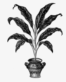 Plant Illustration Botanical Image - Digital House Plant Illustration, HD Png Download, Transparent PNG
