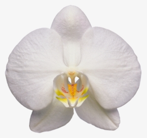 Orchid, Flower, White - White Orchid Flower Transparent, HD Png Download, Transparent PNG