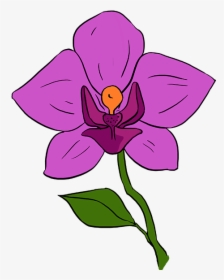 How To Draw Orchid - Orchid Flower Drawing Step By Step, HD Png Download, Transparent PNG