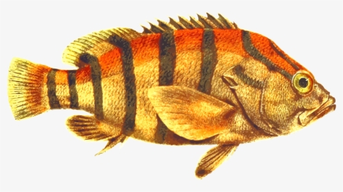 Perch,fish,tail - Pacific Ocean Perch, HD Png Download, Transparent PNG