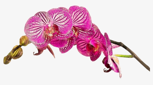Transparent Orchid Flower Png - Happy Birthday Wishes With Orchids, Png Download, Transparent PNG