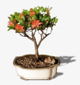 Bonsai Tree Png - Flowerpot, Transparent Png, Transparent PNG