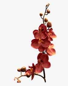 Orchid Flower Png, Transparent Png, Transparent PNG