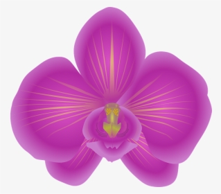 Orchid, Flower, Bloom, Violet - Orchid Clip Art, HD Png Download, Transparent PNG