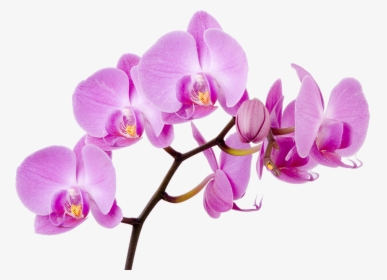 Moth Flower Orchid Boat Orchids Free Transparent Image, HD Png Download, Transparent PNG