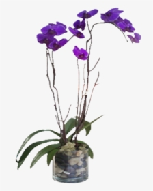 Purple Phalaenopsis Orchid, HD Png Download, Transparent PNG