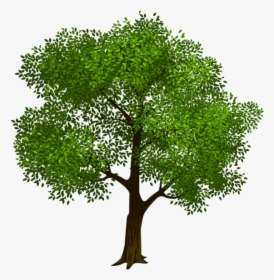 Tree Clipart Realistic Transparent - Transparent Family Tree Clipart, HD Png Download, Transparent PNG