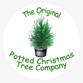 The Original Potted Christmas Tree Company - Christmas, HD Png Download, Transparent PNG