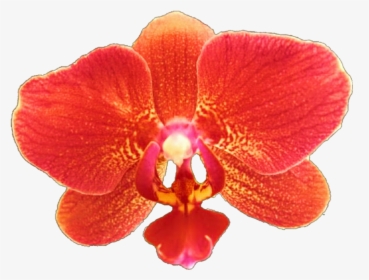 Orchid Transparent Red - Red Orchids Transparent Png, Png Download, Transparent PNG