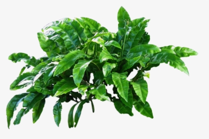 Green Plants Png - Transparent Plant Png, Png Download, Transparent PNG