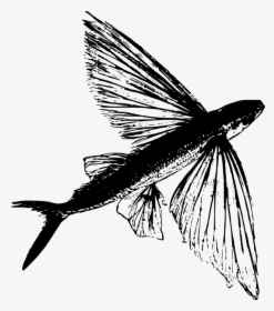 Fly,blackandwhite,tail - Illustration, HD Png Download, Transparent PNG