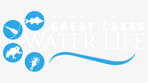 Go To Great Lakes Water Life Home Page, HD Png Download, Transparent PNG