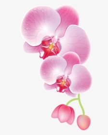 Drawing Transparent Orchid - Orchid Clipart Png, Png Download, Transparent PNG