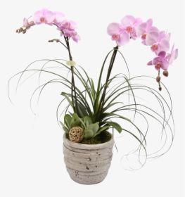 Tuscan Orchid Plant - Orchid, HD Png Download, Transparent PNG