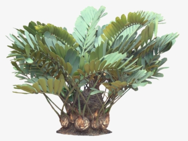 A Potted Trpoical Plant - Zamia Plant Png, Transparent Png, Transparent PNG