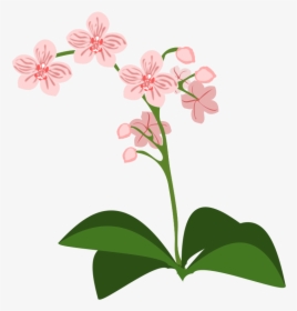 Orchidee Clipart, HD Png Download, Transparent PNG