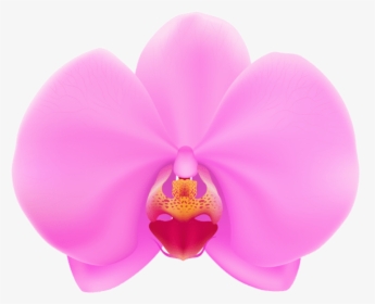 Transparent Orchid Clipart - Moth Orchid Clip Art, HD Png Download, Transparent PNG