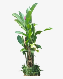 Tropical Plant Pictures - Tropical Plant Transparent, HD Png Download, Transparent PNG