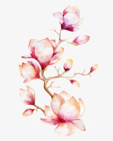 Flower Magnolia Tree Watercolor Painting Orchid Clipart - Magnolia Flower Watercolor Png, Transparent Png, Transparent PNG